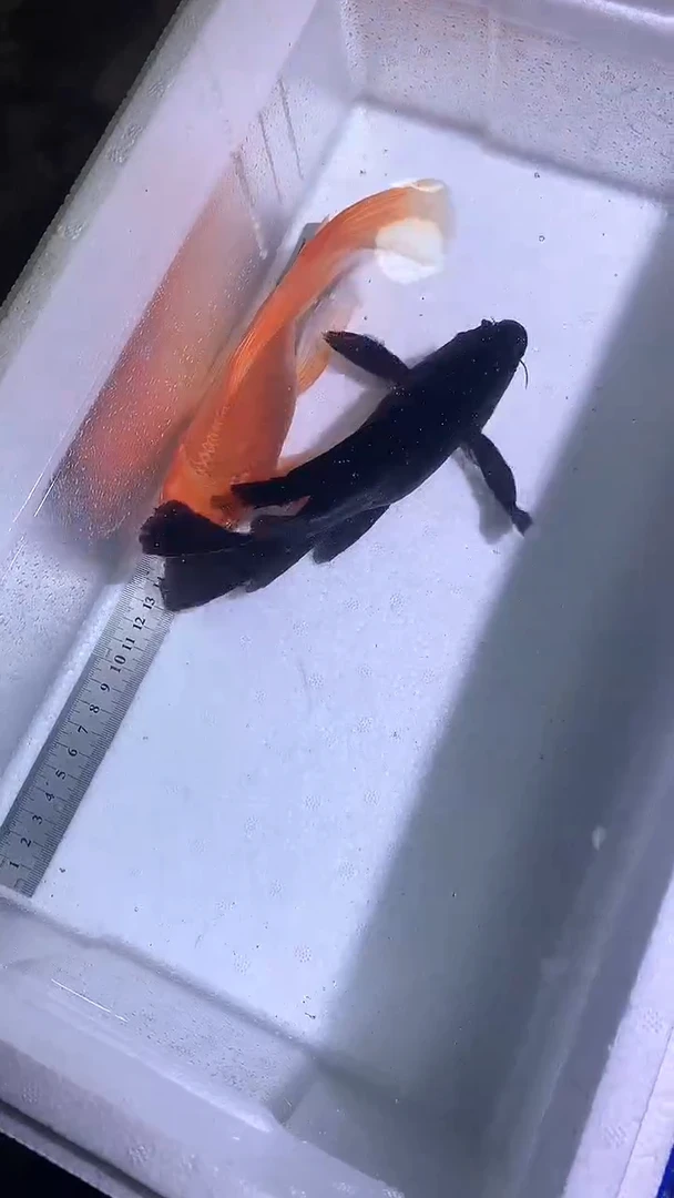 蝴蝶鲤鱼蝴蝶鲤直播选鱼专用链接 凭开箱视频售后