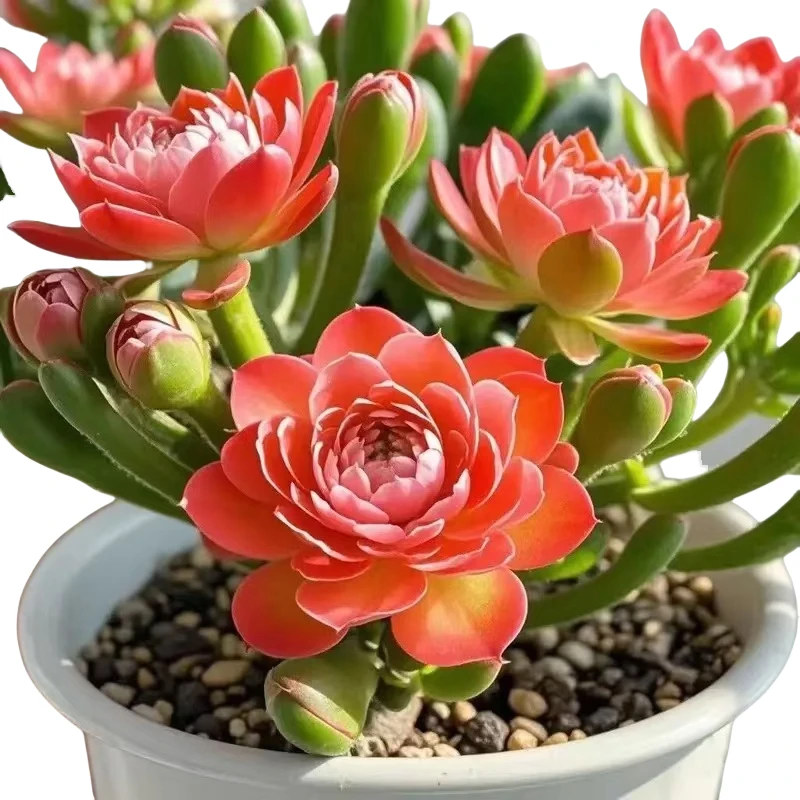 【多色重瓣】浓香型重瓣大花紫月寒盆栽绿植花卉大全四季开花南北四