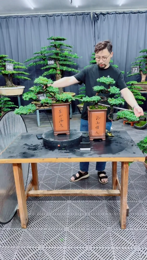 无花朵珍珠柏盆景....