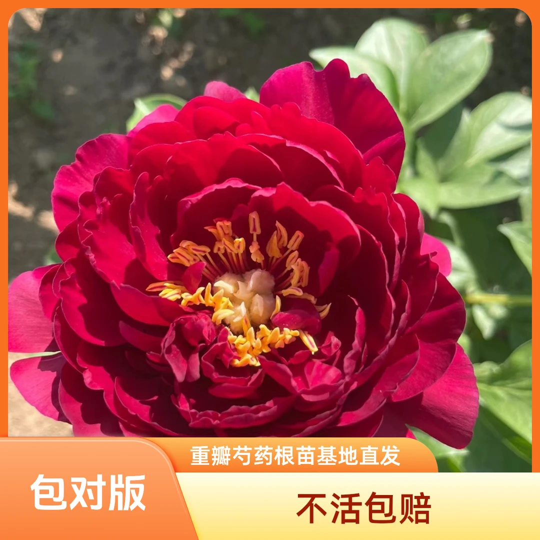 【老忠诚 】重瓣裸根重瓣芍药庭院阳台地栽盆栽耐寒观赏草本春季