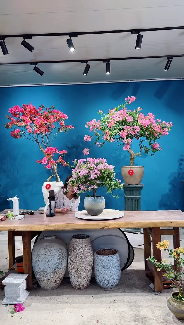 全部花朵巴西紫三角梅