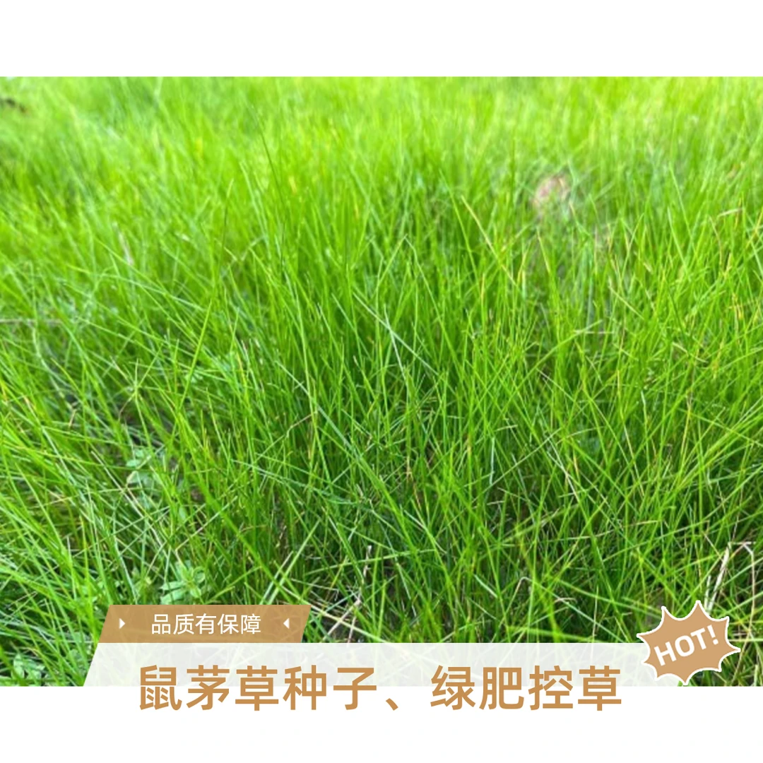 水果养殖地头鼠茅草种子绿色控草