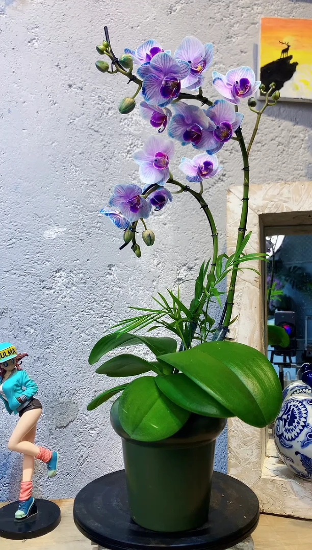 大部分花苞少量开放214植物杂货店，来淘宝吧