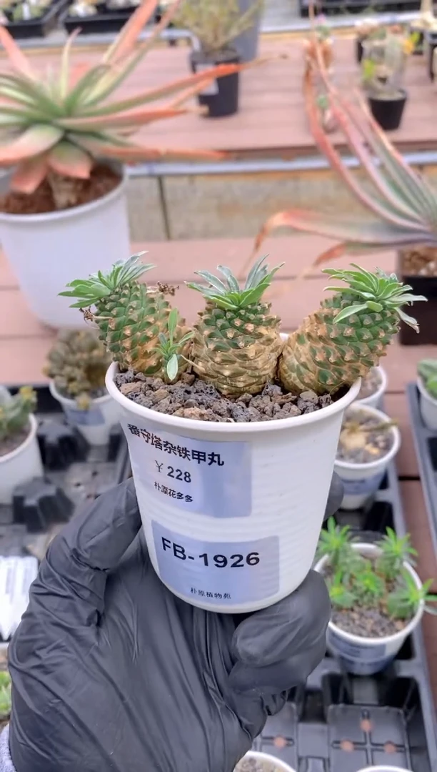 【闪购商品】番守塔杂铁甲丸FB-1926