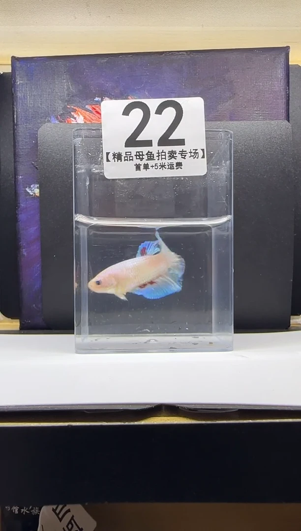 斗鱼母鱼编号：22