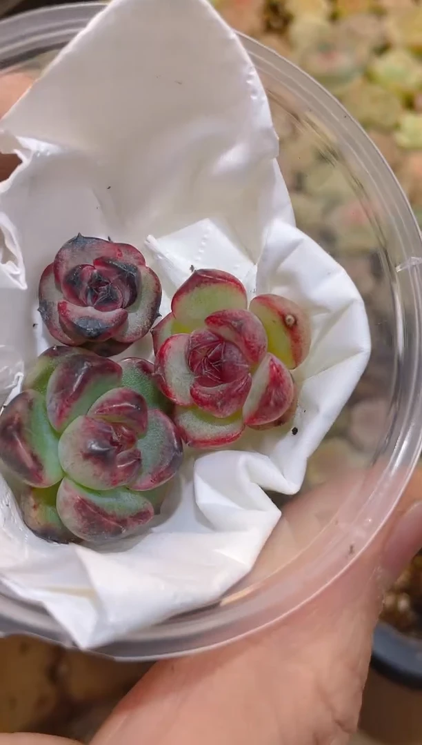 374霸道珍妮状态