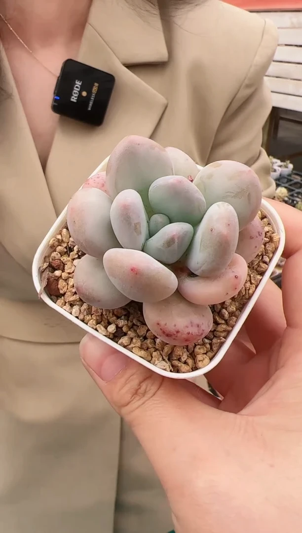 香水一颗