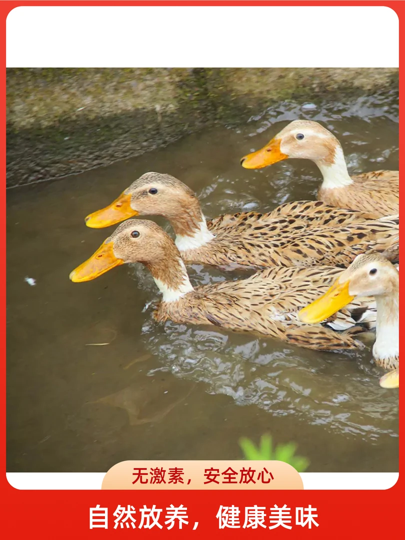 冷链发货 湘西高山无污染农家散养麻鸭纯粮喂养