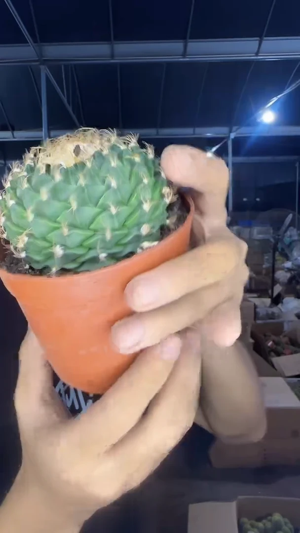 大单头 帝冠【带根】8-11cm