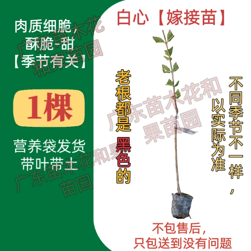 发货实拍白心番石榴嫁接苗