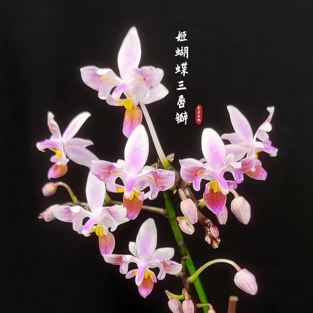 【零度生物】EQ粉紫姬蝴蝶原生蝴蝶兰爆花续花盆栽容易来高芽苗