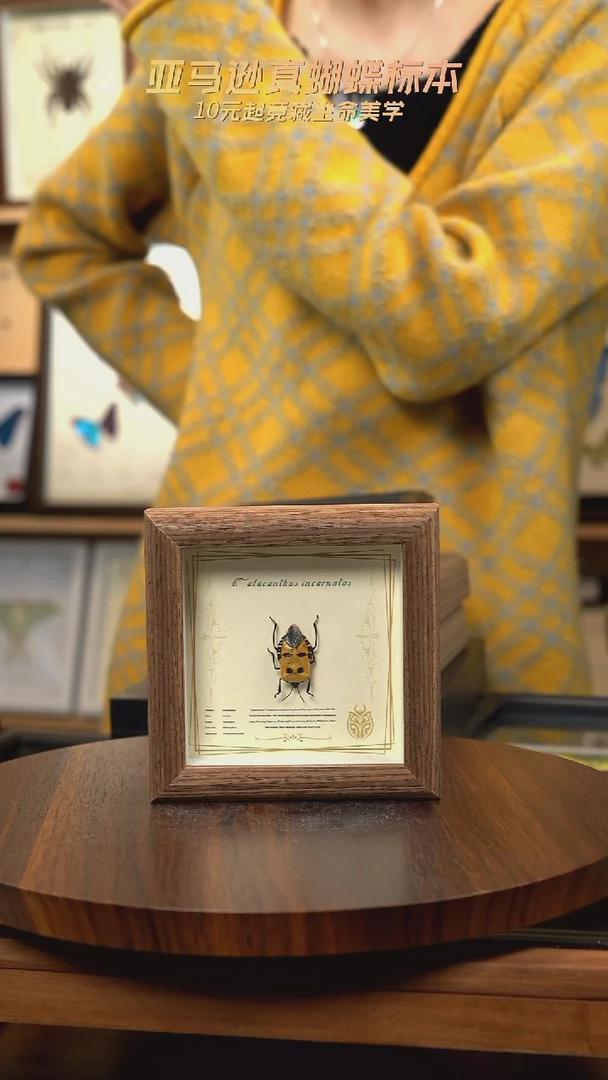 人面蝽标本胡桃木试管款