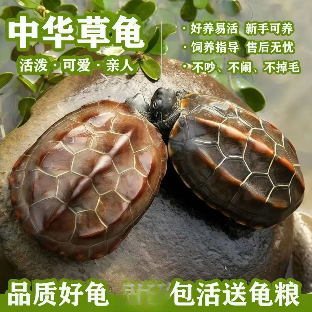 中华草龟活物外塘长寿龟宠物观赏龟送龟饲料