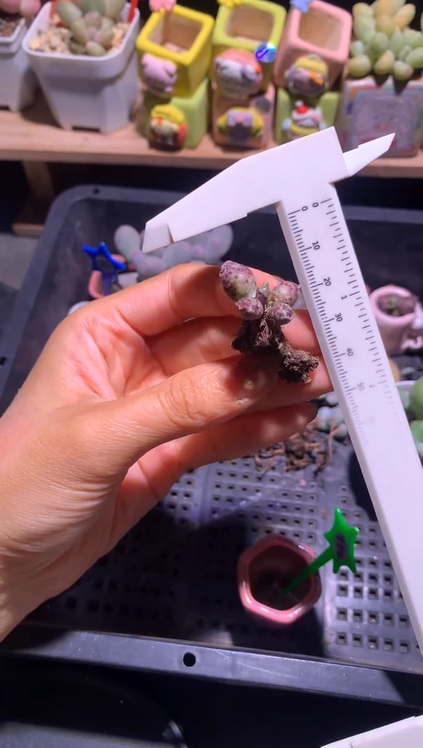 凯蒂猫海豹有锦的