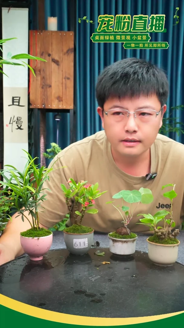 无花朵陶*苔藓微景观611号