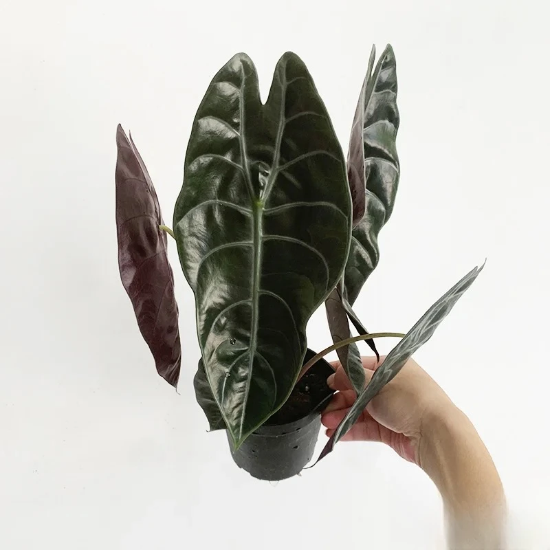 苏拉威西剑叶海芋热带绿植室内观叶植物叶片油亮好养