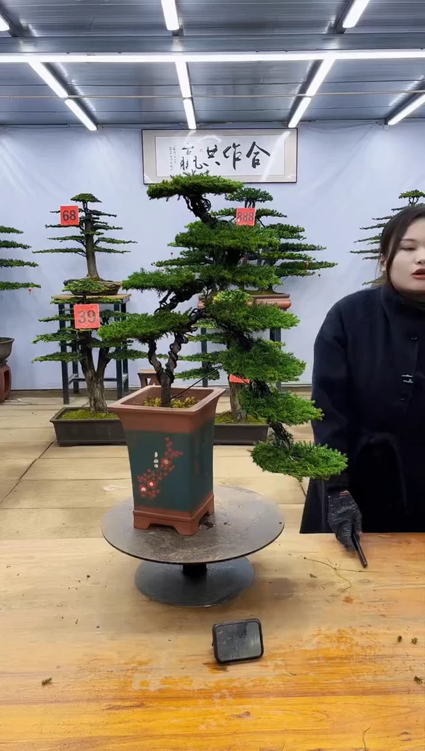 【闪购商品】高端盆景一物一拍，所见即所得