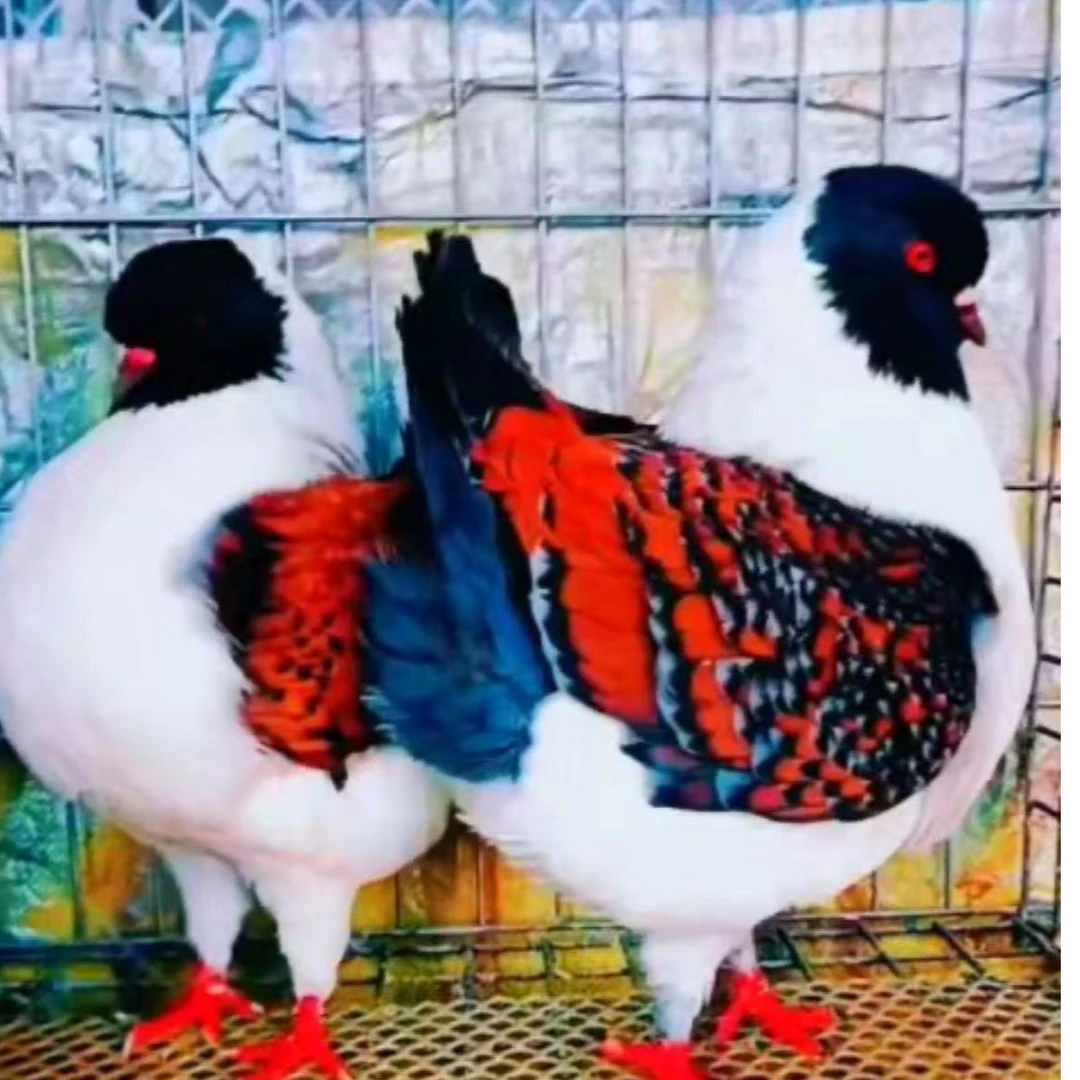 纯种元宝鸽特大型落地王种鸽摩登草窝鸽子窝