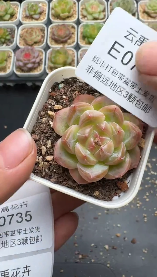 734E云禹多肉植物 带盆土纸巾打包 3颗包邮