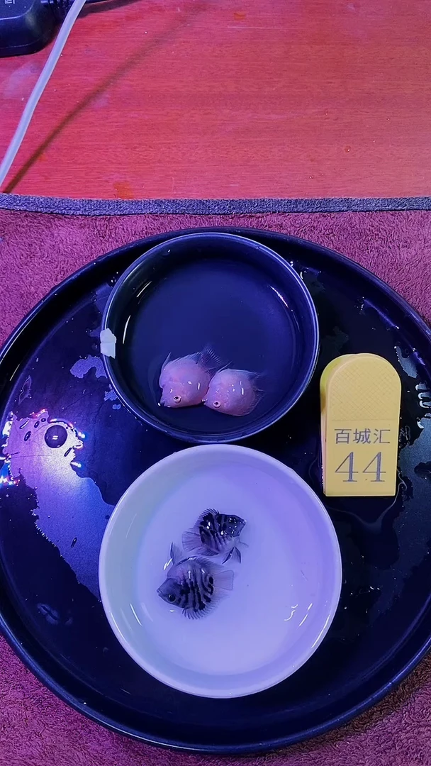 鹦鹉鱼1234557887878