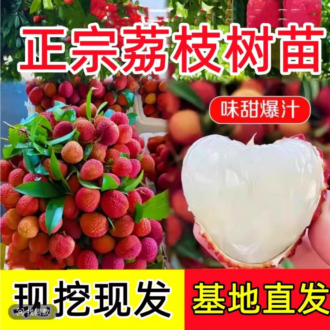 【正宗荔枝树苗南方北方种植盆栽地栽阳台庭院种植当年结果果树苗