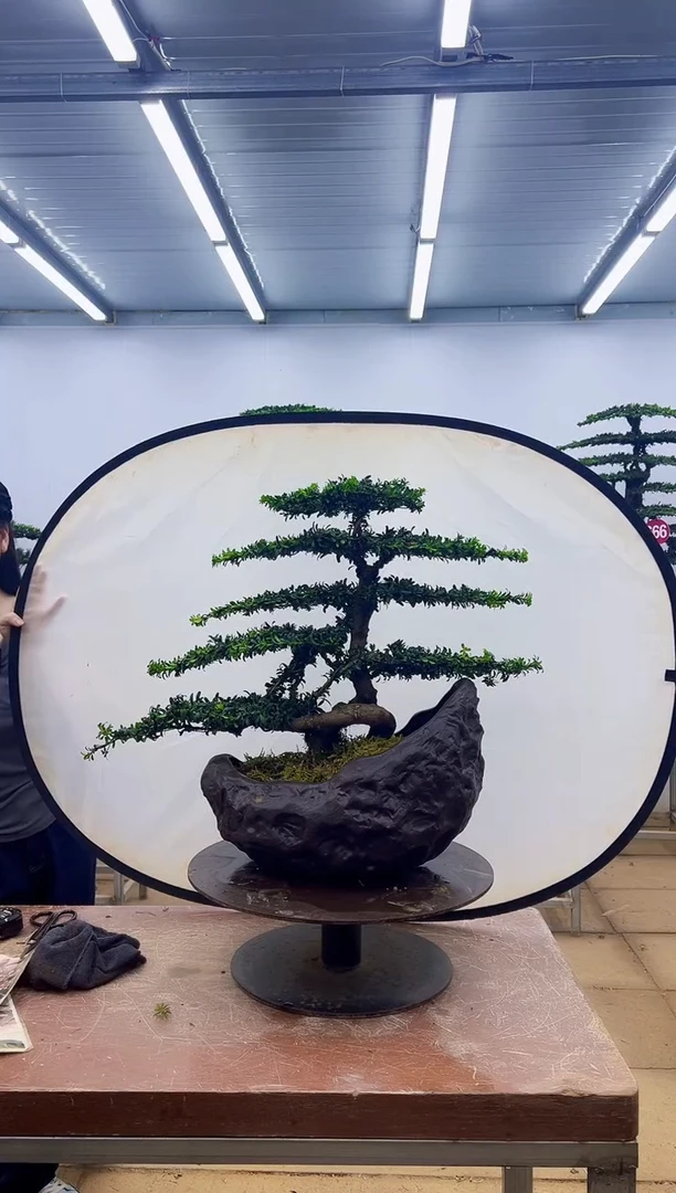 无花朵一物一拍，所见即所得