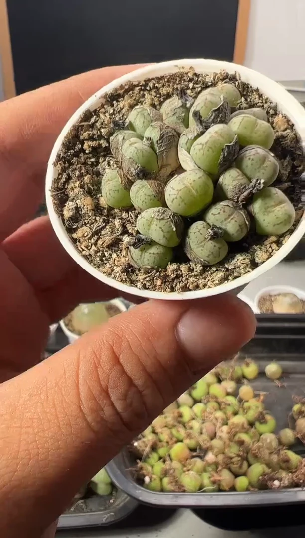一物一拍       53