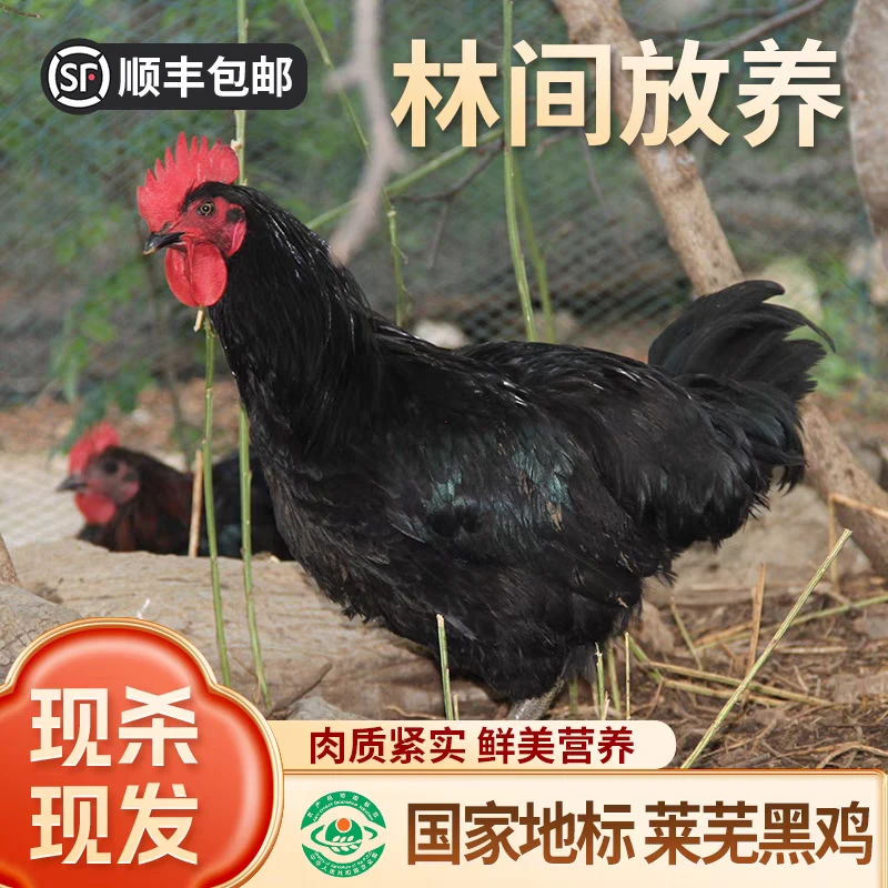 莱芜吉山冰鲜黑鸡1000g整只现杀走地公母鸡山东特产
