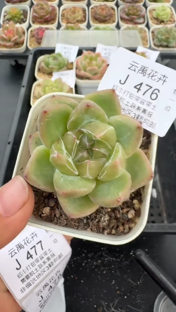 476J云禹多肉植物 带盆土纸巾打包 当天拍3颗包邮