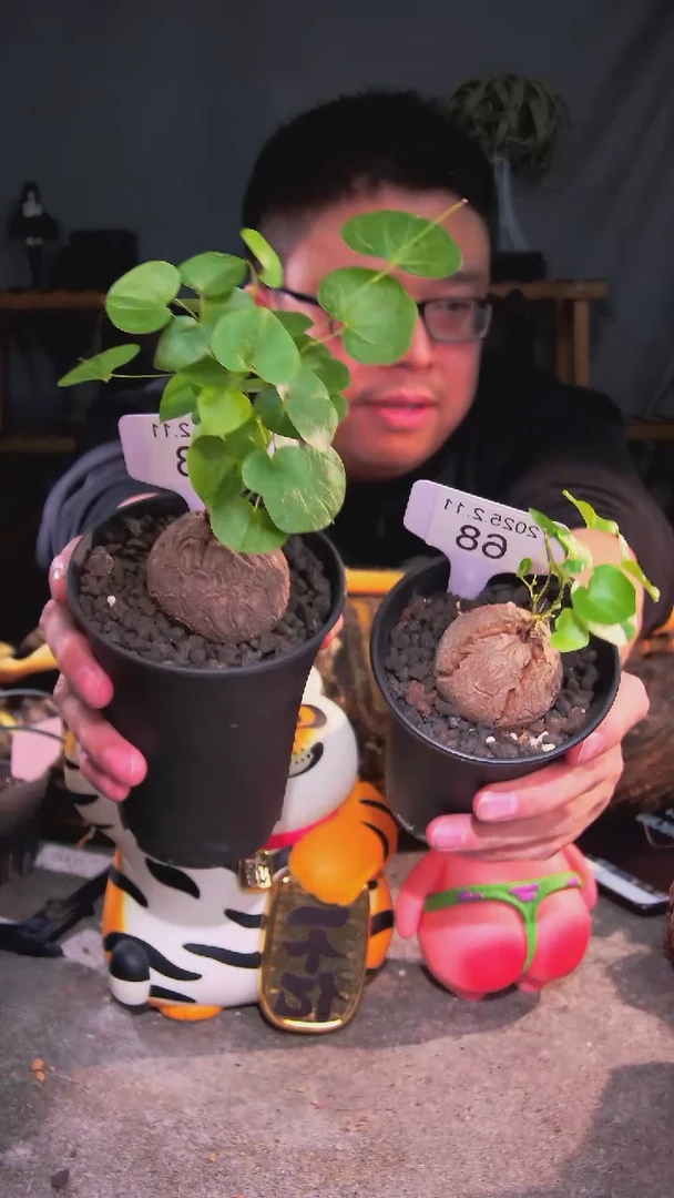 【闪购商品】南非龟甲龙