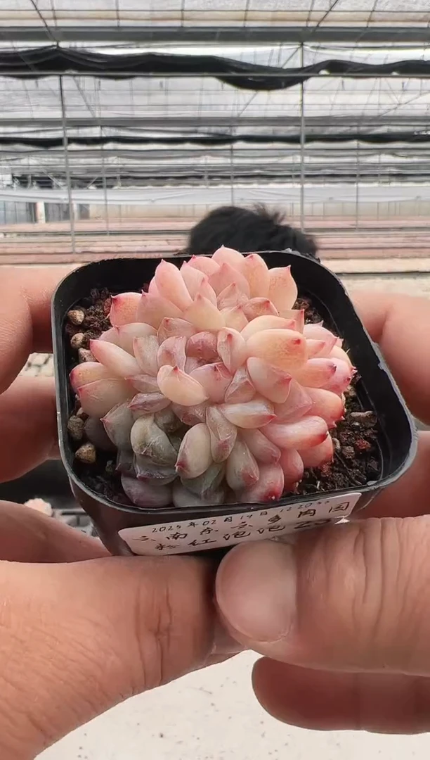 【闪购商品】粉红泡泡-23