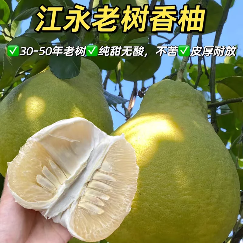 湖南永州江永老树沙田柚香柚纯甜冰糖柚非容县梅州白心柚
