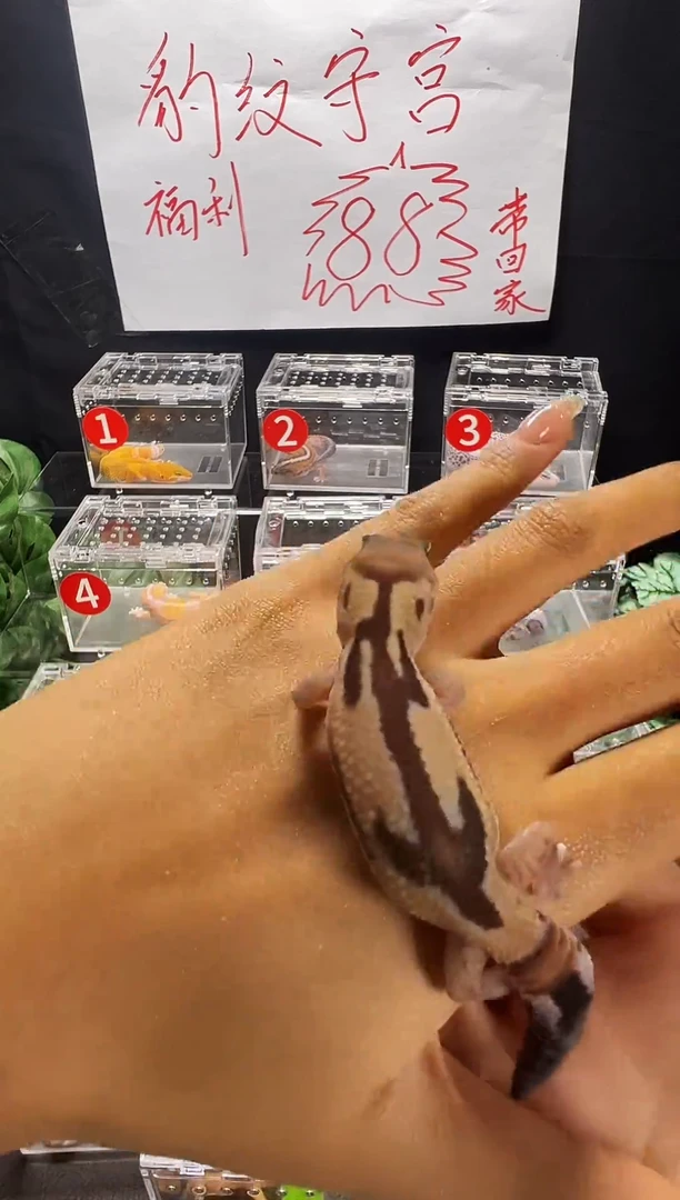 肥尾守宫肥尾守宫