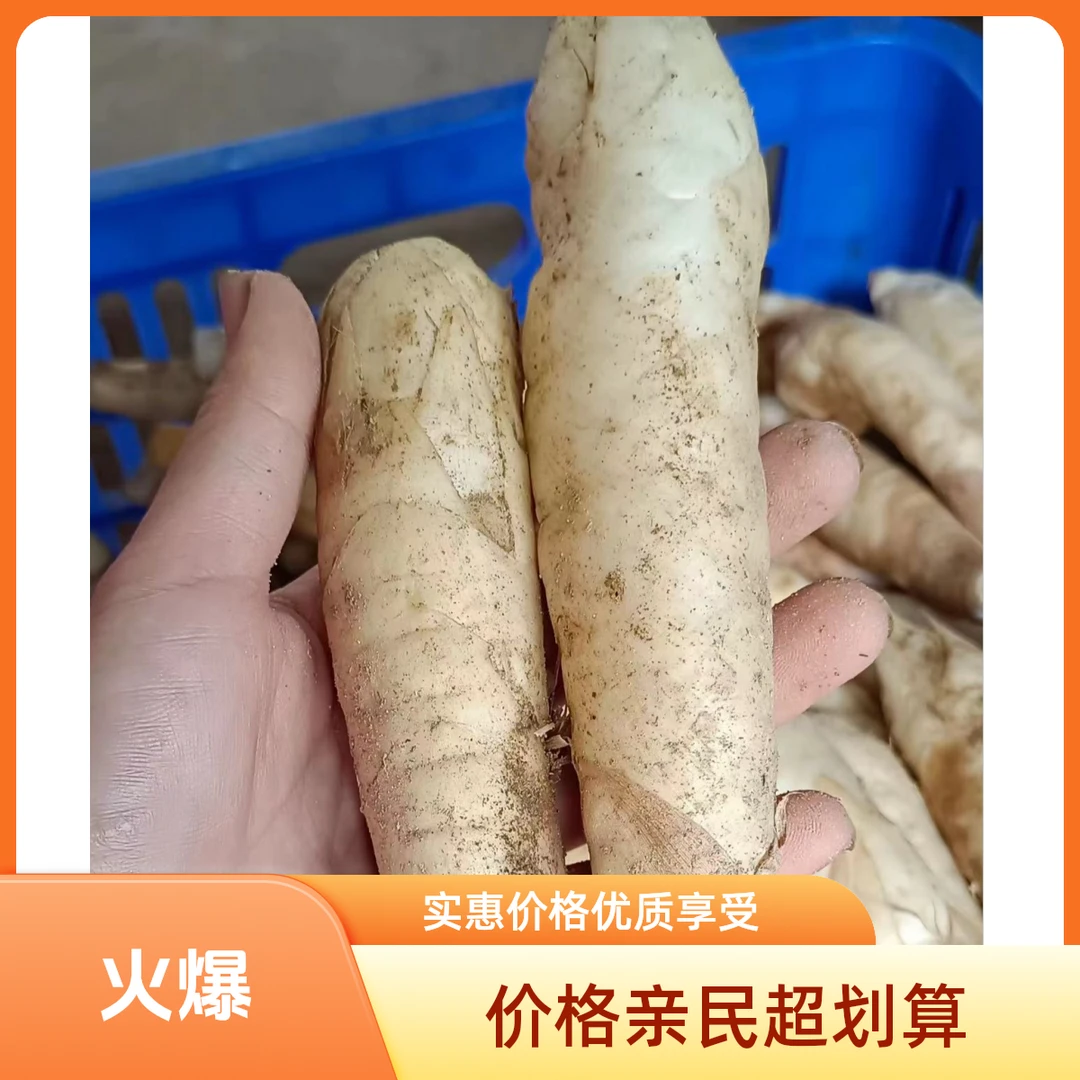 【送蘸料】农家新鲜竹薯冬粉薯竹芋冬笋薯小竹根薯煲汤食材竹薯