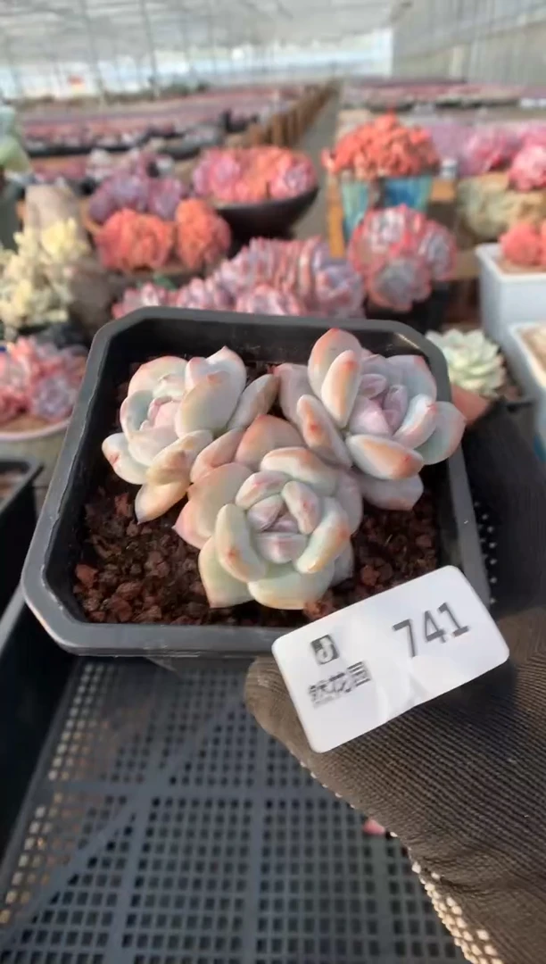 741星影一物一拍