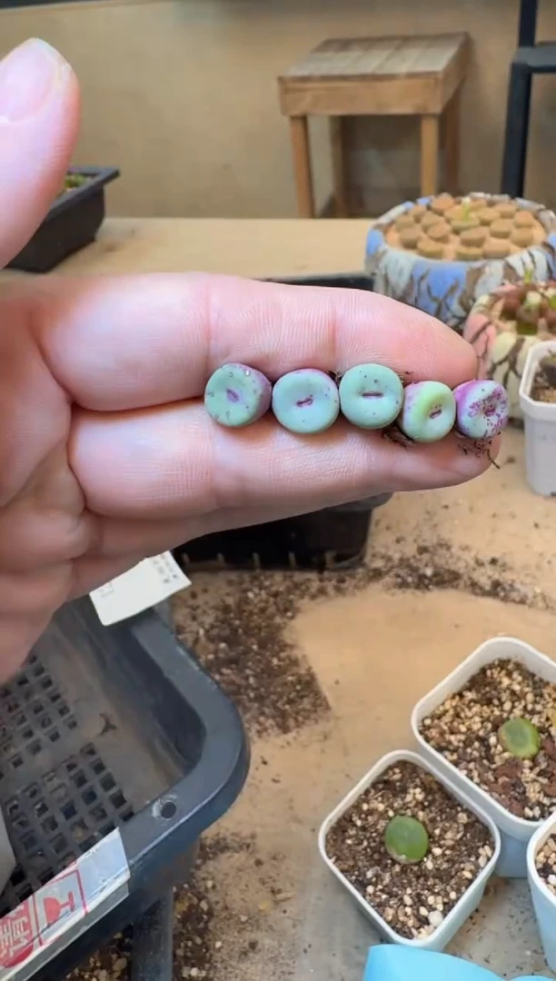 多肉植物肉锥脱土发12-598