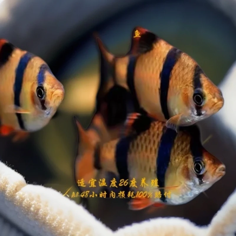 虎皮鱼荧光绿虎皮金虎皮绿虎皮热带观赏鱼淡水小型活体群游宠物鱼