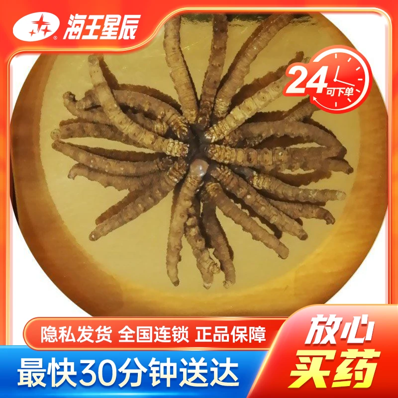 雪神 冬虫夏草 成都康华 5g