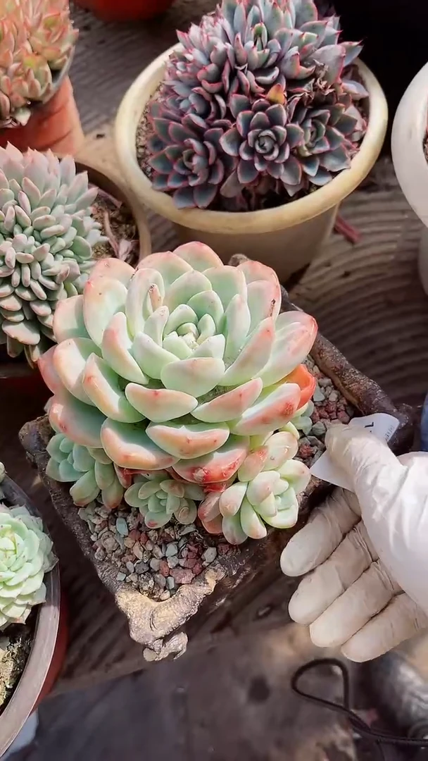 【闪购商品】17327