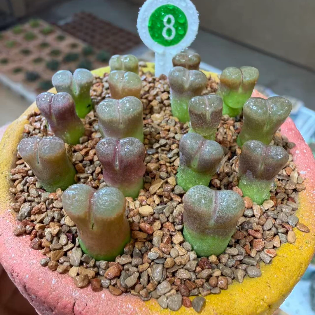 8多肉植物肉锥一颗