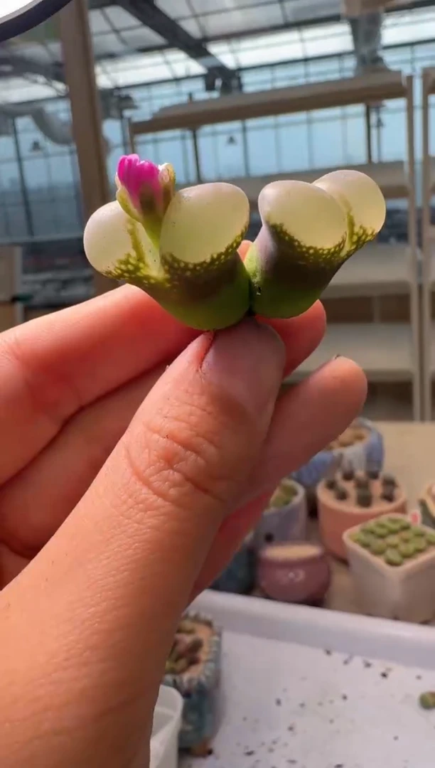 28-296多肉植物肉锥