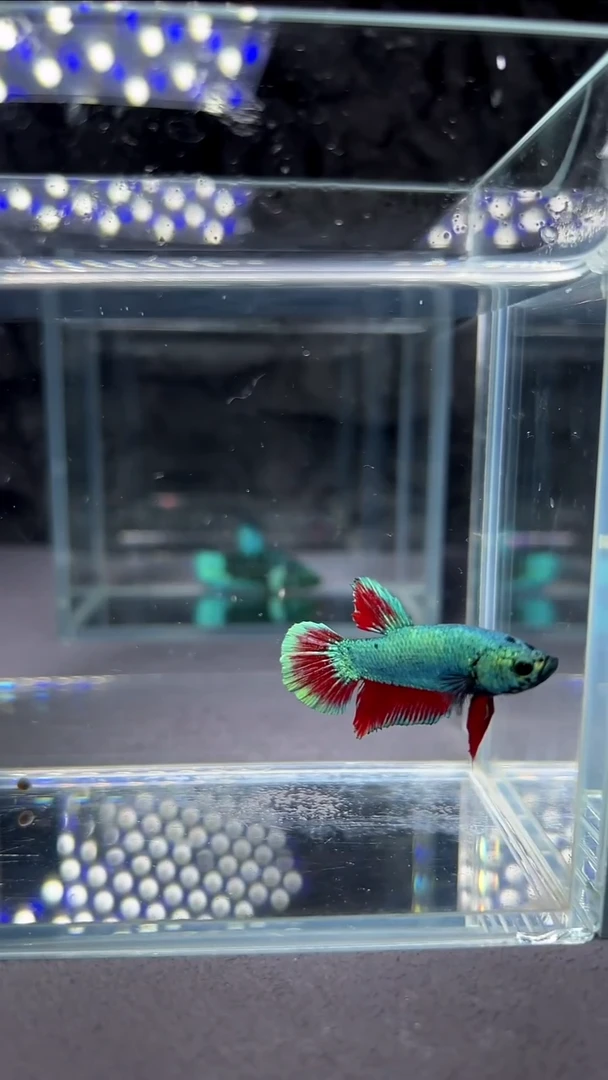 斗鱼竞拍链接S056