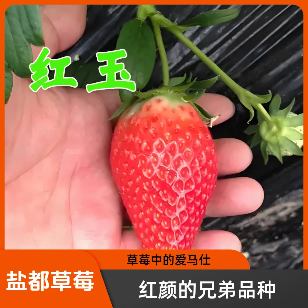 盐都草莓【红玉】草莓香甜可口顺丰包邮纯天然盐城草莓【草莓开吃】