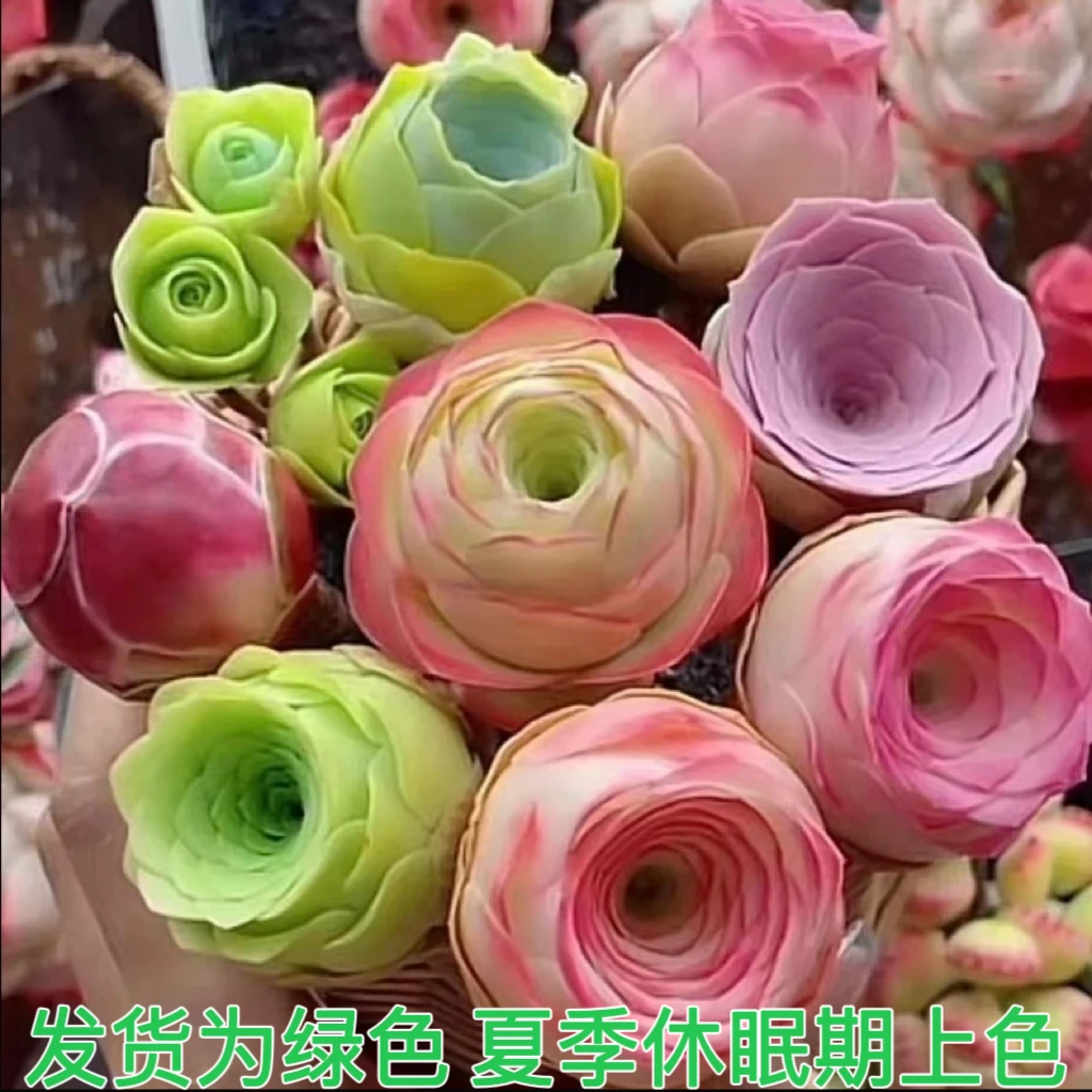 【混搭5颗装】山地玫瑰多肉植物
