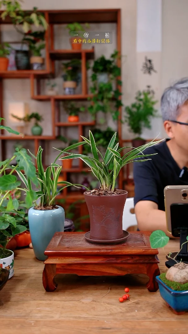 不开花植物婷兰花175