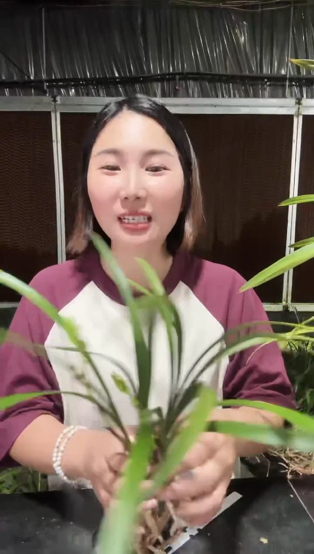 无花朵小国魂5苗2花苞  兰花