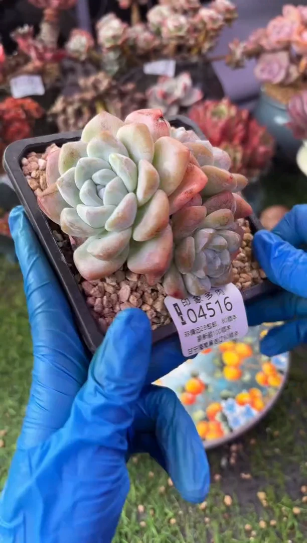 昆明印象多肉04516