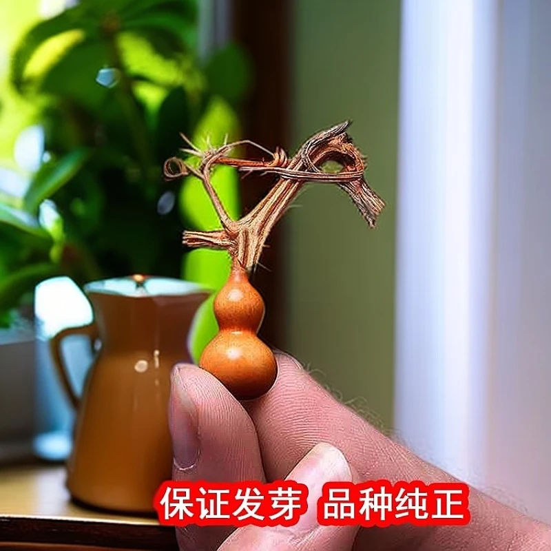 02手捻小葫芦种子小八宝蚂蚁天津嘴大八宝苹果冬瓜葫芦种子草里金