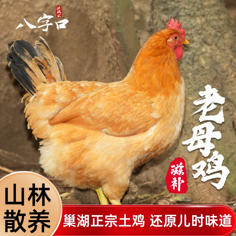 【正宗老母鸡】皖南土鸡巢湖山区1年以上黄油老母鸡2.2-3.1斤跑山鸡