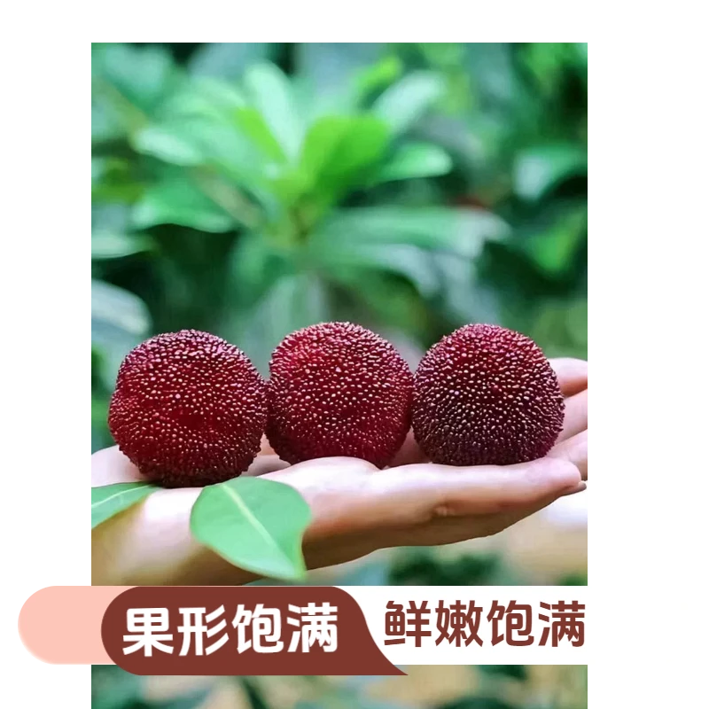 正宗仙居东魁杨梅特大果现摘饱满新鲜当季水果